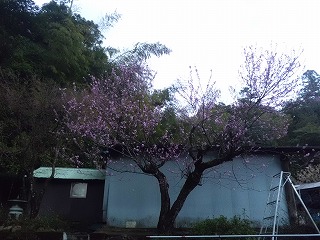 S-３２５桃の花