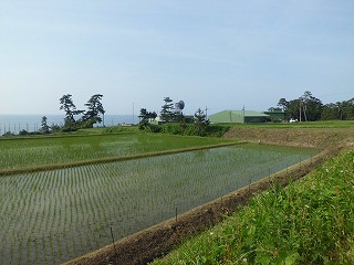 S-宇川田んぼ